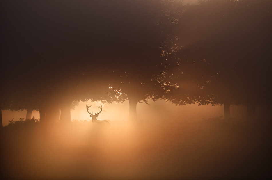 The red deer in the mist