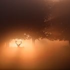 The red deer in the mist