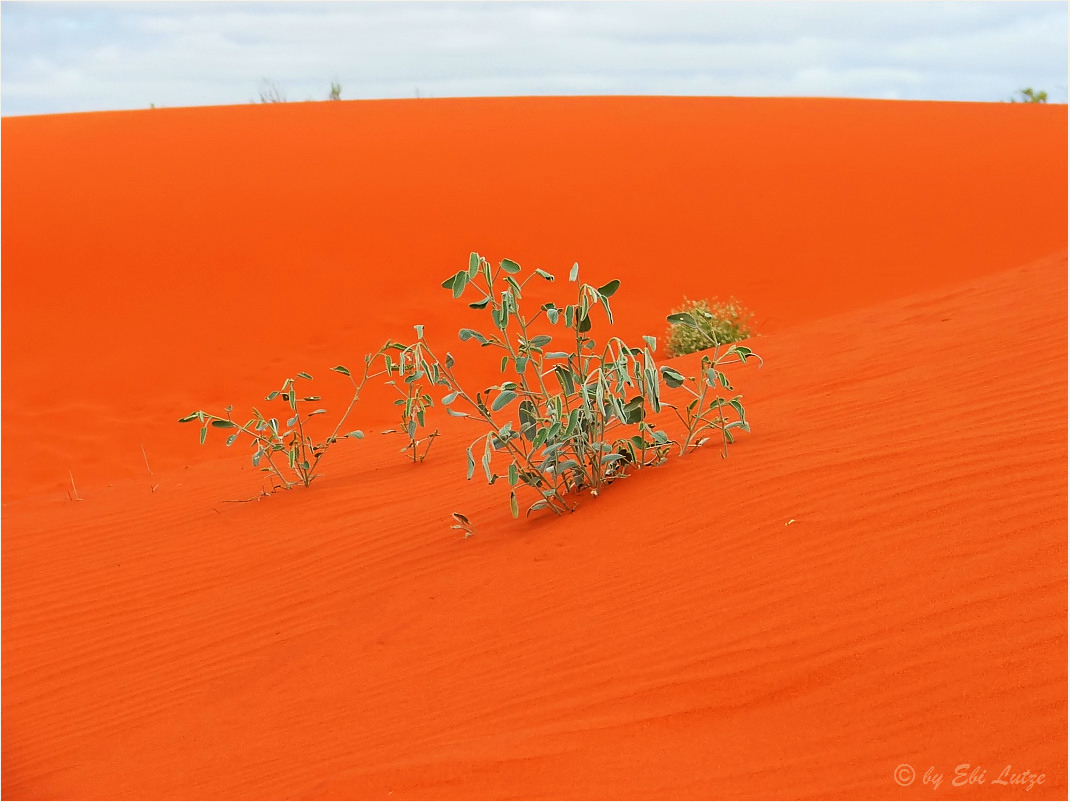 *** The Red Dunes of Windora ***