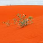 *** The Red Dunes of Windora ***