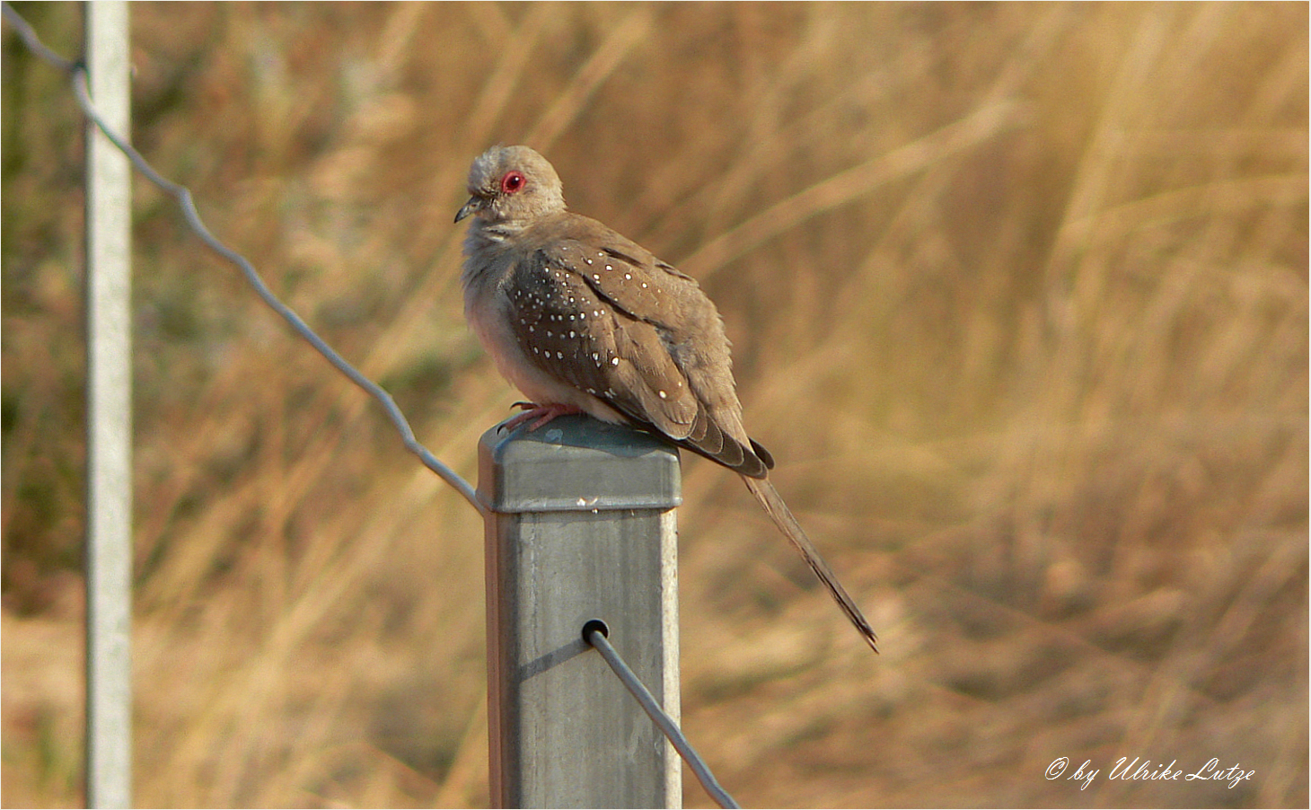 ** The  red eyed Diamond Dove **