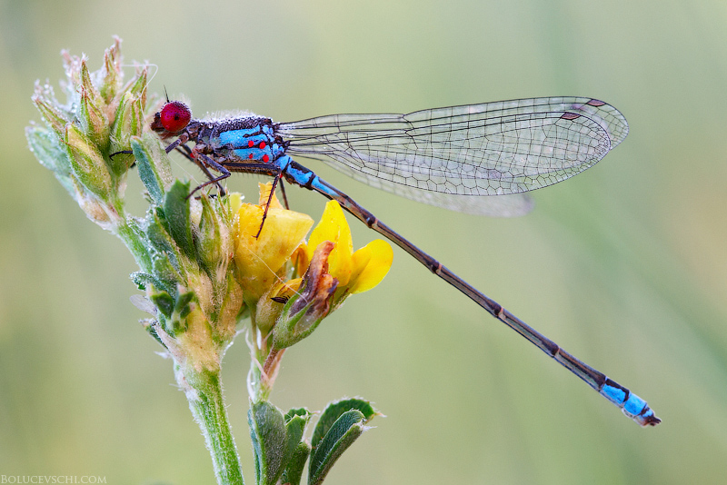 The red-eyed dragonfly