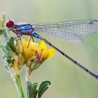 The red-eyed dragonfly