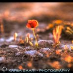 The Red Flower