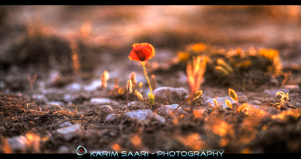 The Red Flower