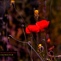 The Red Flower Duet