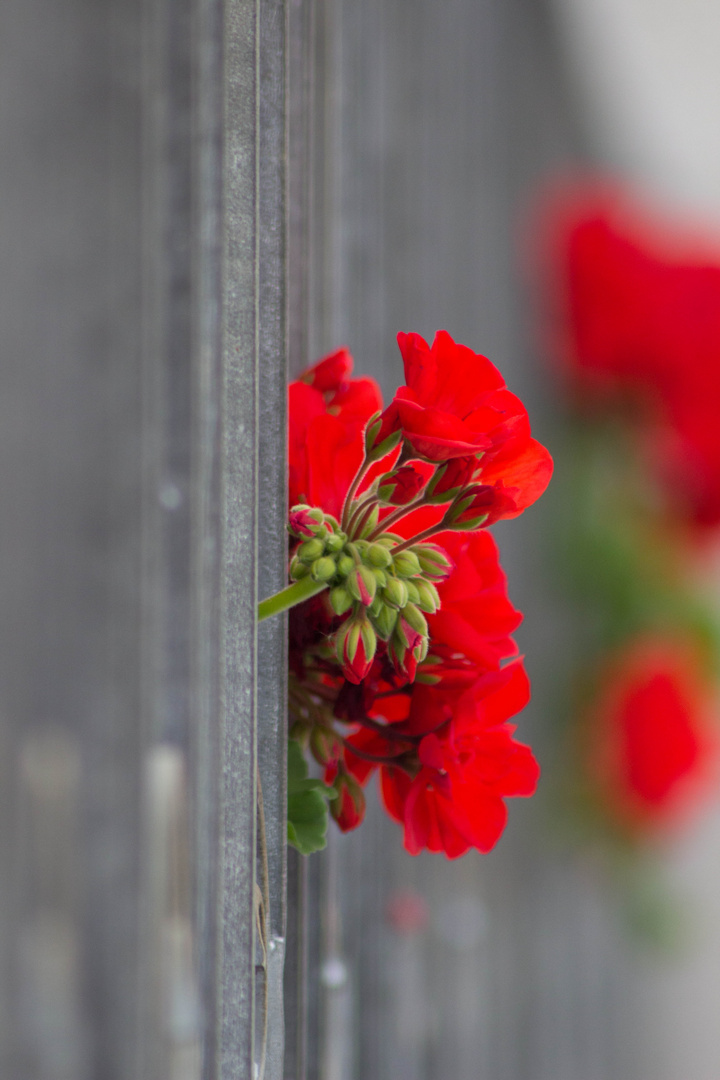 the red flowers.