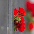 the red flowers.