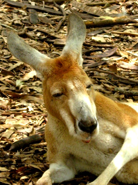 The red kangaroo (Macropus rufus)