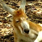 The red kangaroo (Macropus rufus)