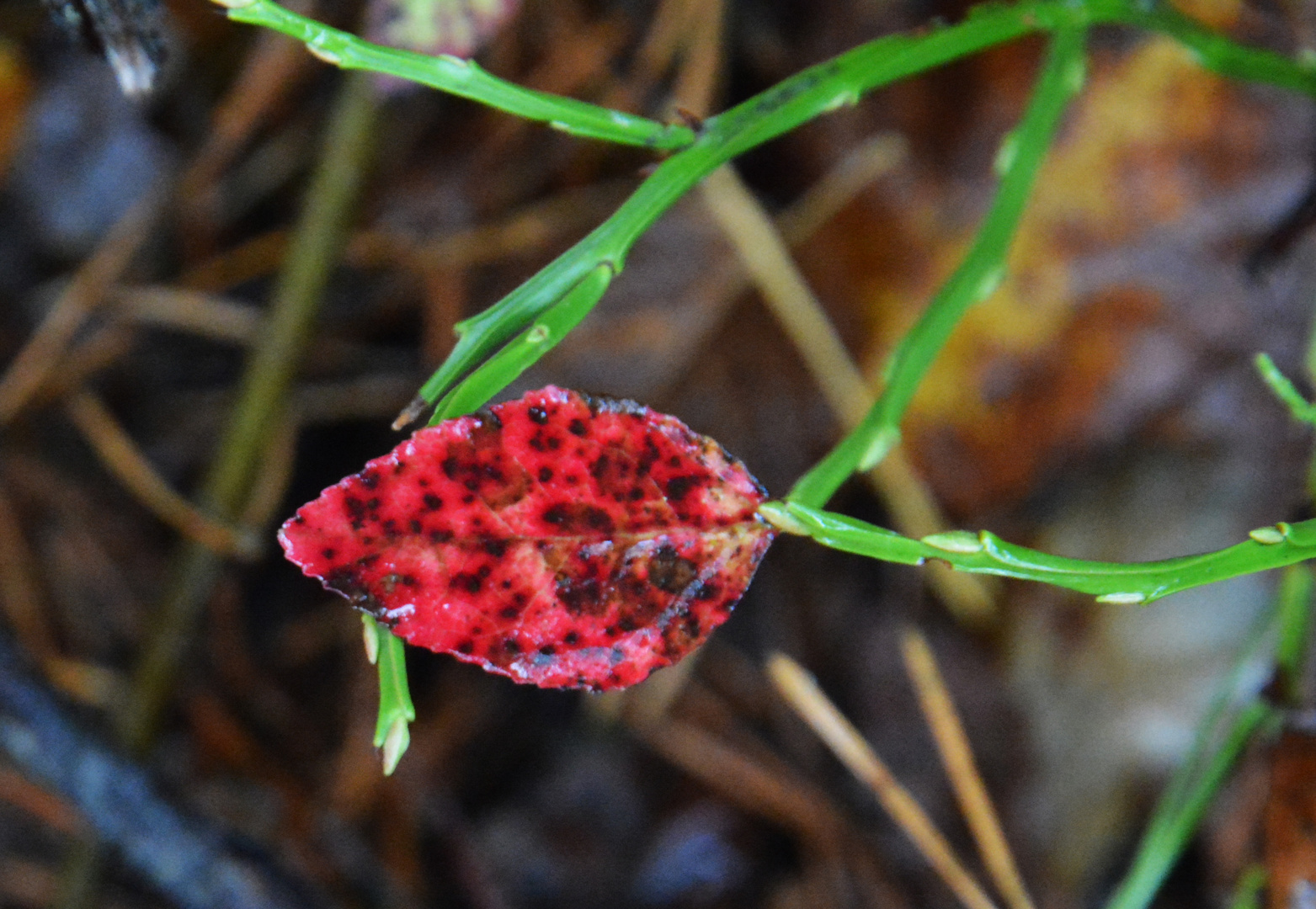 The red leaf