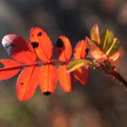 The red leaf of rose