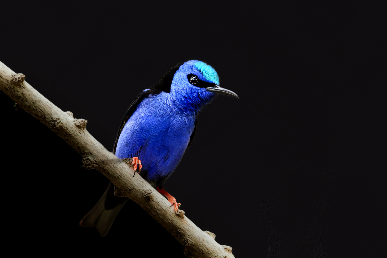 the red legged honey creeper