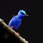 the red legged honey creeper