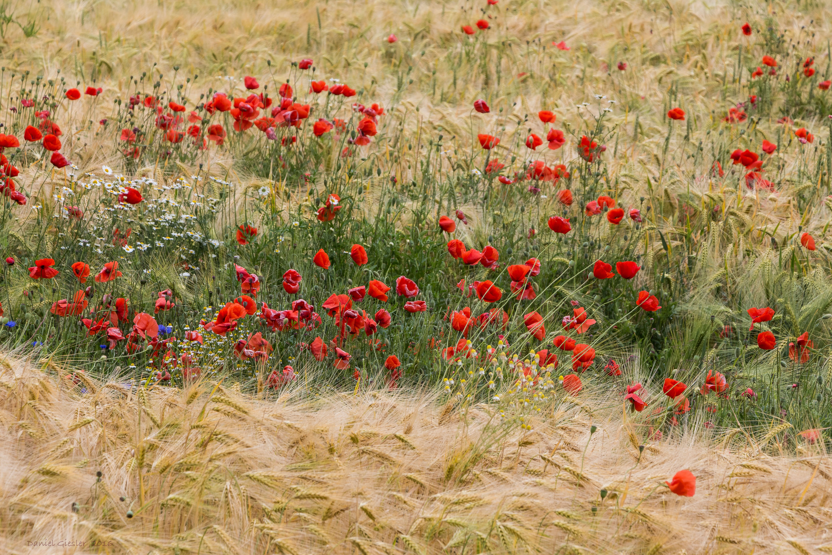 The red lips of the nature