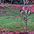 The Red Maple and the Elusive Coyote