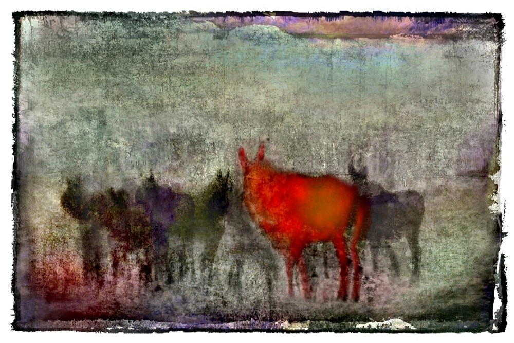 the red moose