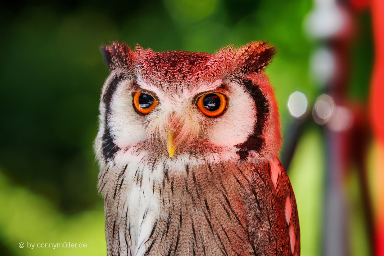 The Red Owl Foto & Bild flugobjekte, grugapark essen, ptilopsis