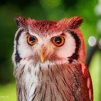 The Red Owl