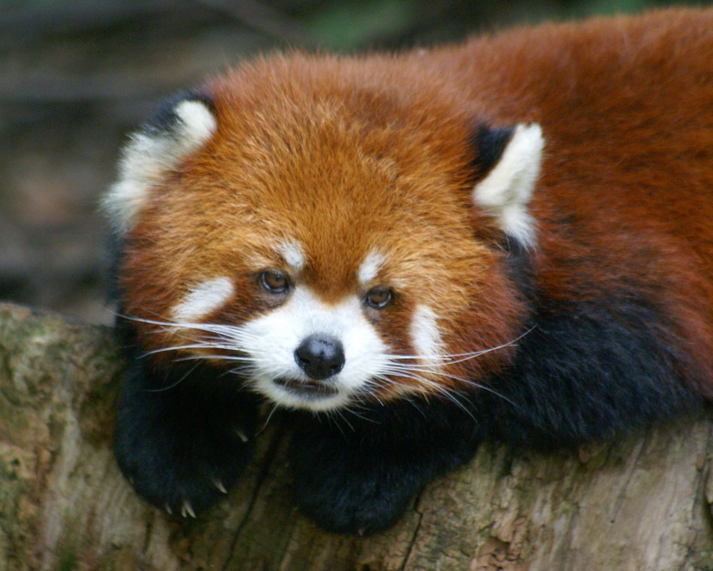 The Red Panda