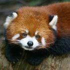 The Red Panda