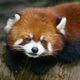 The Red Panda