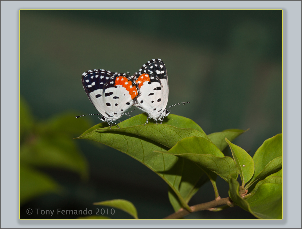 The Red Pierrot (Talicada nyseus)