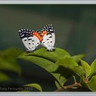 The Red Pierrot (Talicada nyseus)