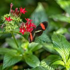 The Red Postman