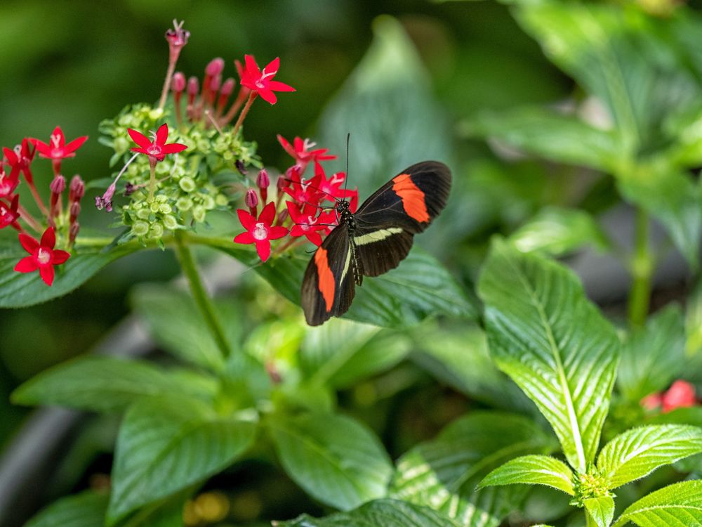 The Red Postman