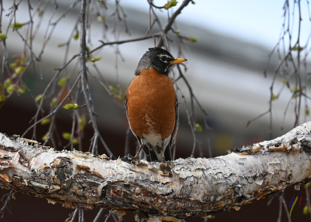 the red, red robin 