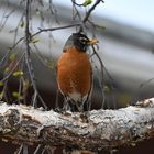 the red, red robin 