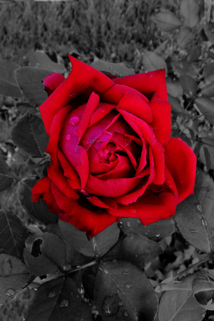 the red rose