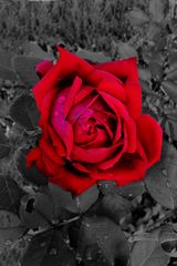 the red rose