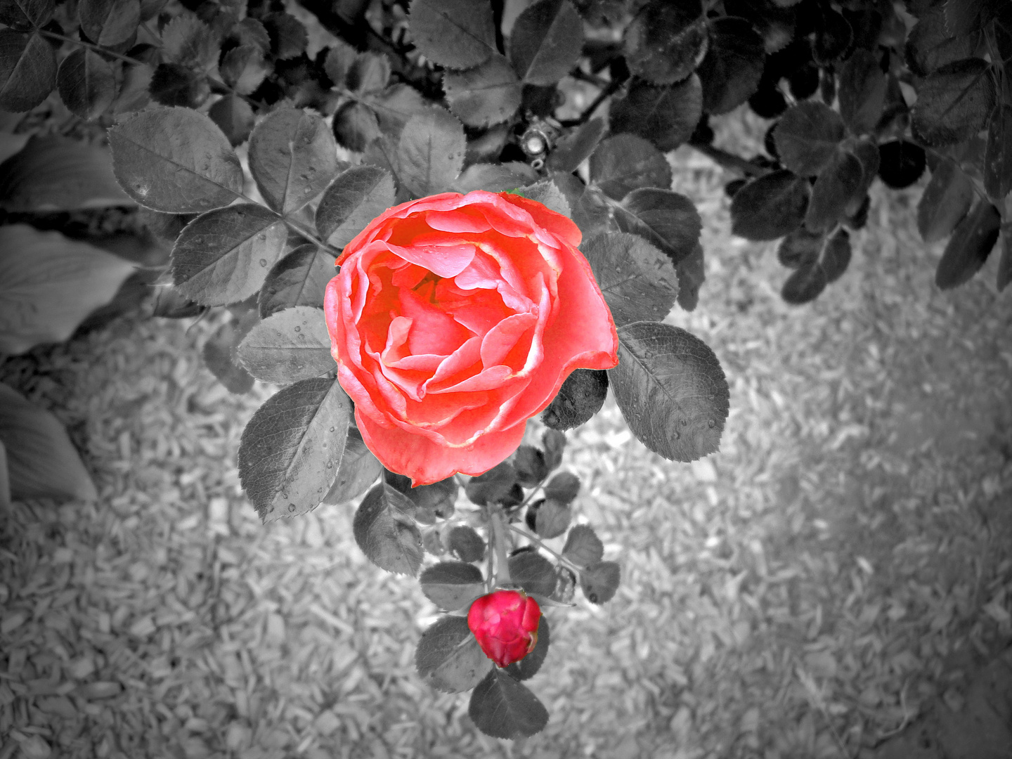 The red Rose ...