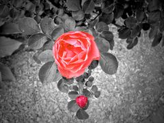 The red Rose ...