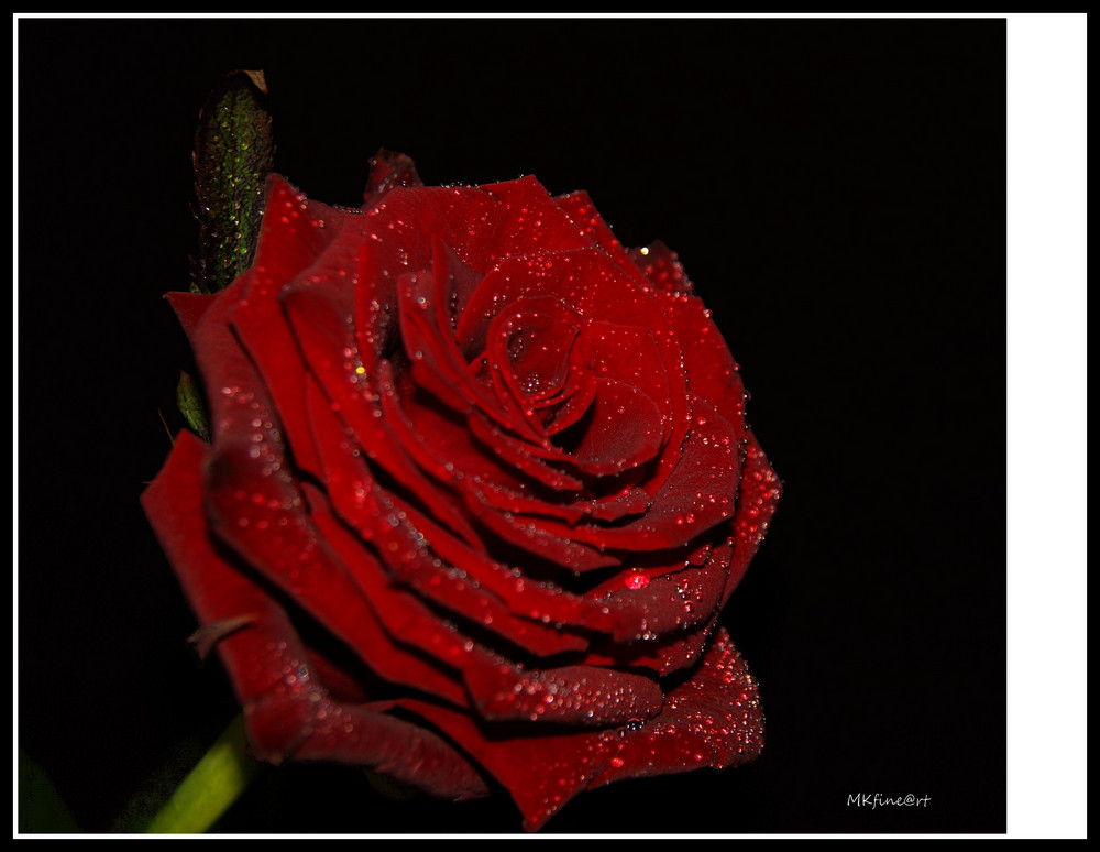 The Red Rose