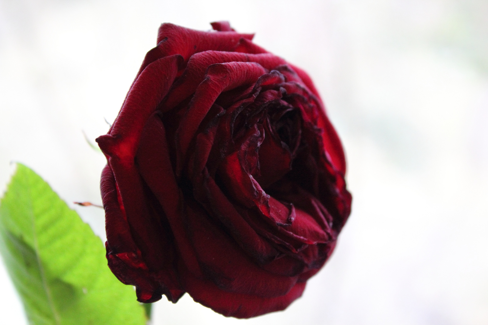 the red rose of LOVE