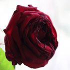 the red rose of LOVE