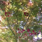 THE RED ROSES MEET THE RED MAPLE