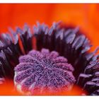 the red side of the mohn....