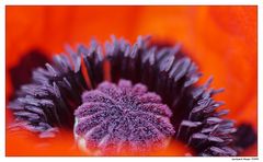 the red side of the mohn....