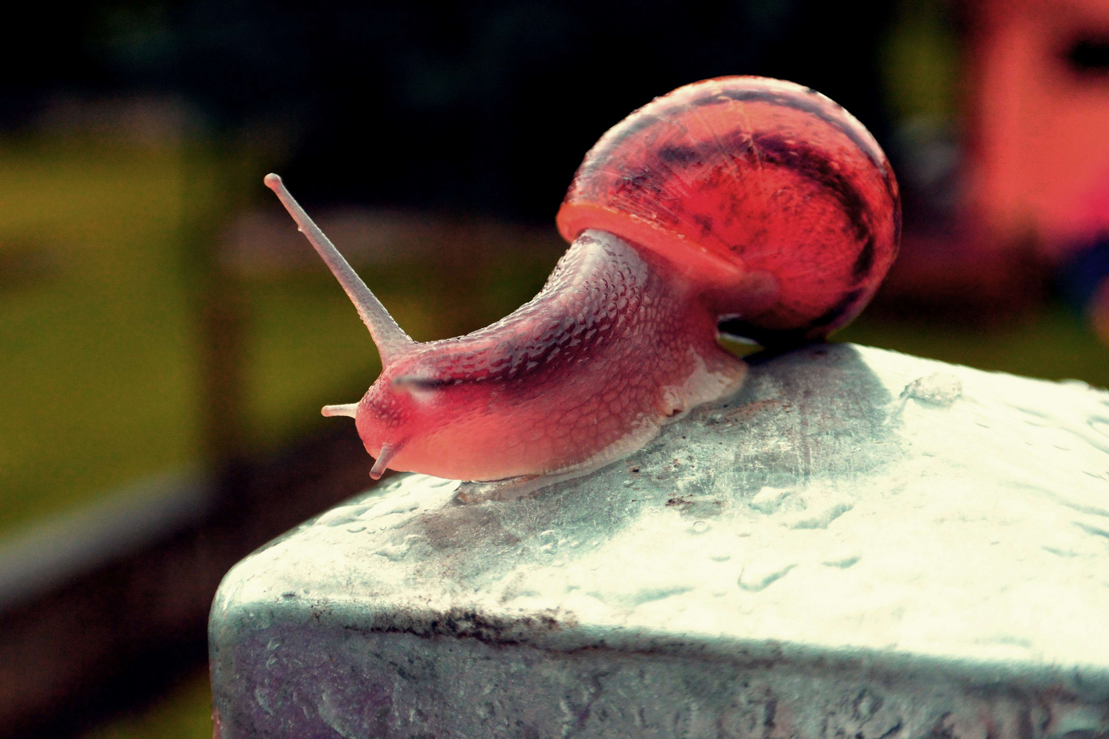 THE RED SNAIL