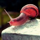 THE RED SNAIL