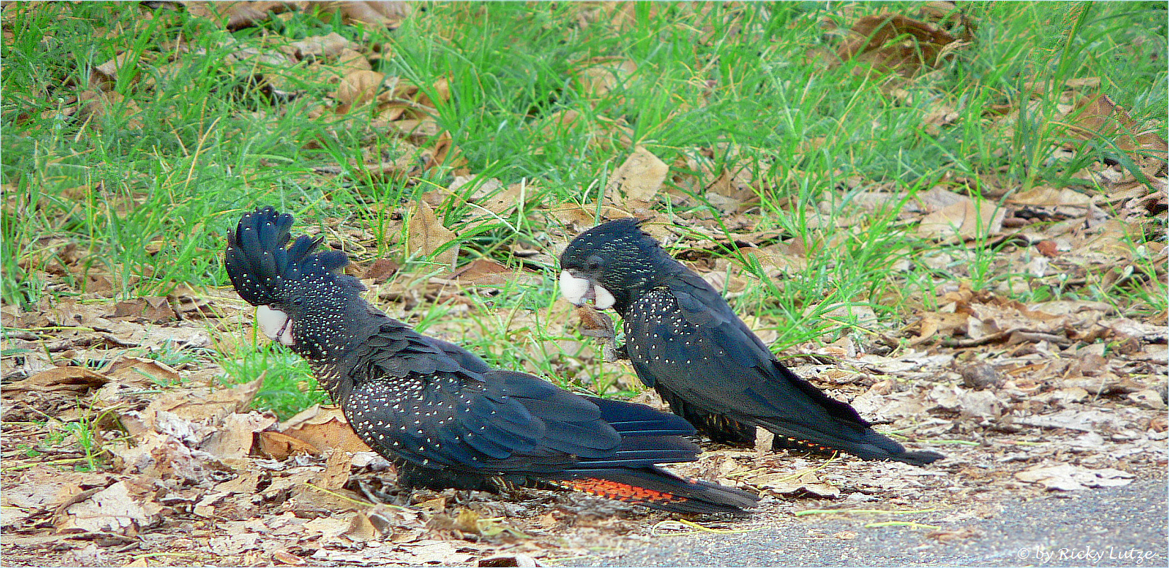 *** The Red - tailed Black Cockatoo ***