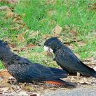 *** The Red - tailed Black Cockatoo ***