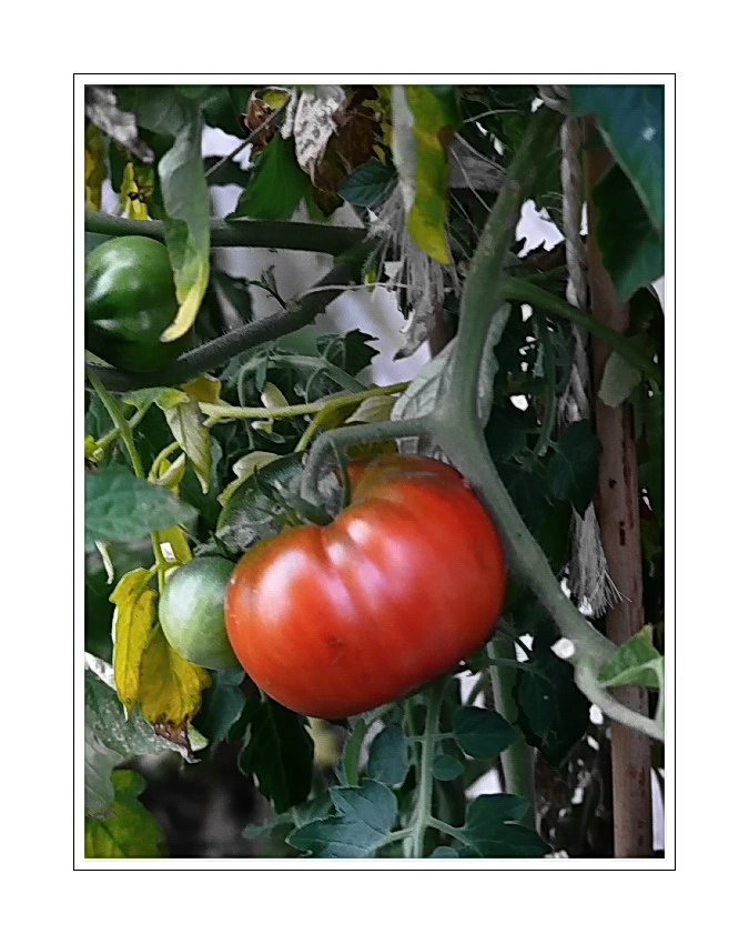 the red tomato ( is a vegetable, that can grow before a house door)