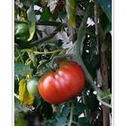 the red tomato ( is a vegetable, that can grow before a house door)