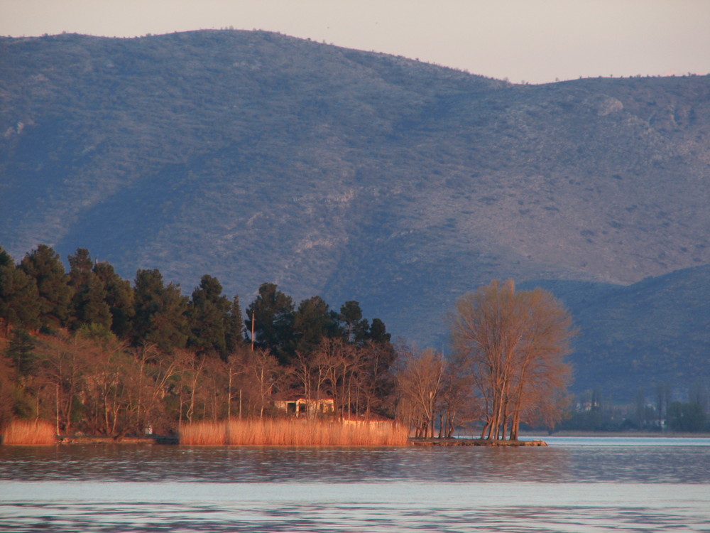 the "red" trees