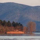 the "red" trees